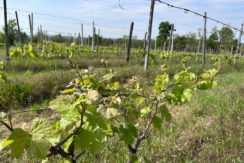 Vendesi terreni agricoli a Timorasso